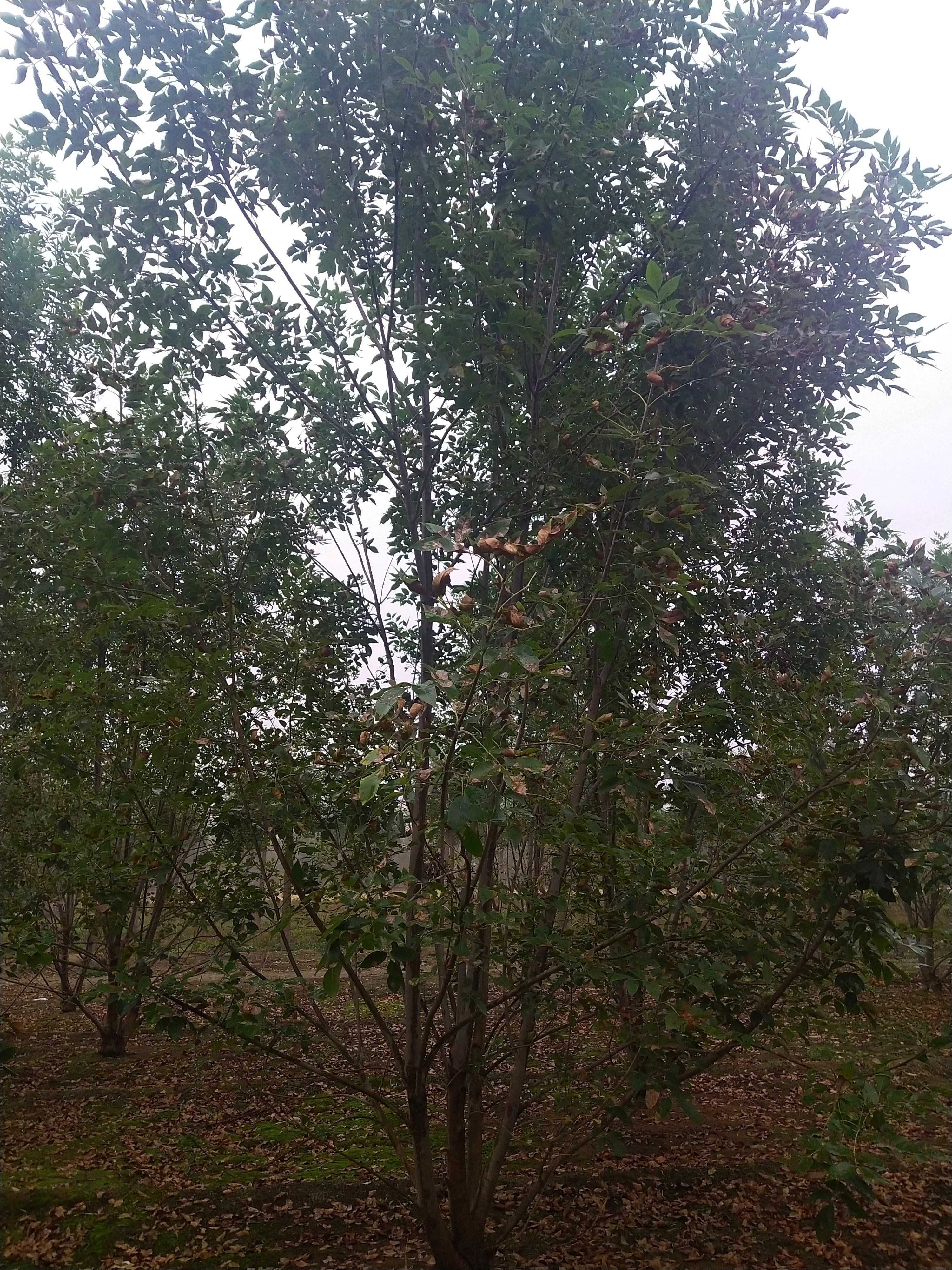  丛生白蜡 地产标志性绿化 大气上档次 3－10米高