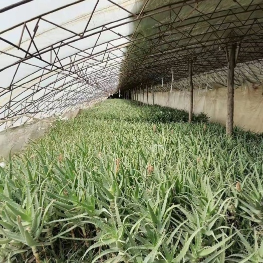 长春 木立芦荟 5-150cm 保活