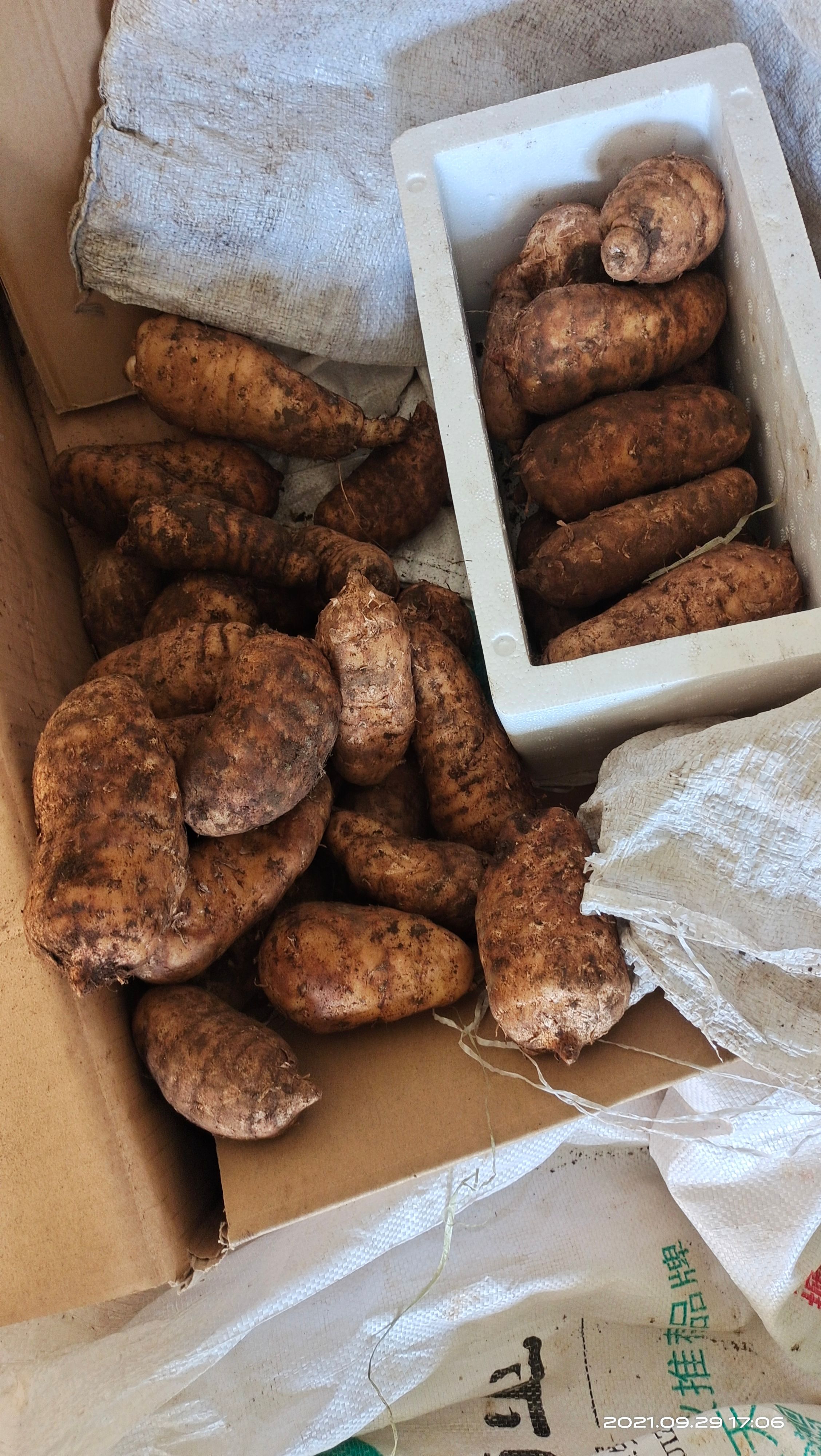 红天麻  精品红杆天麻