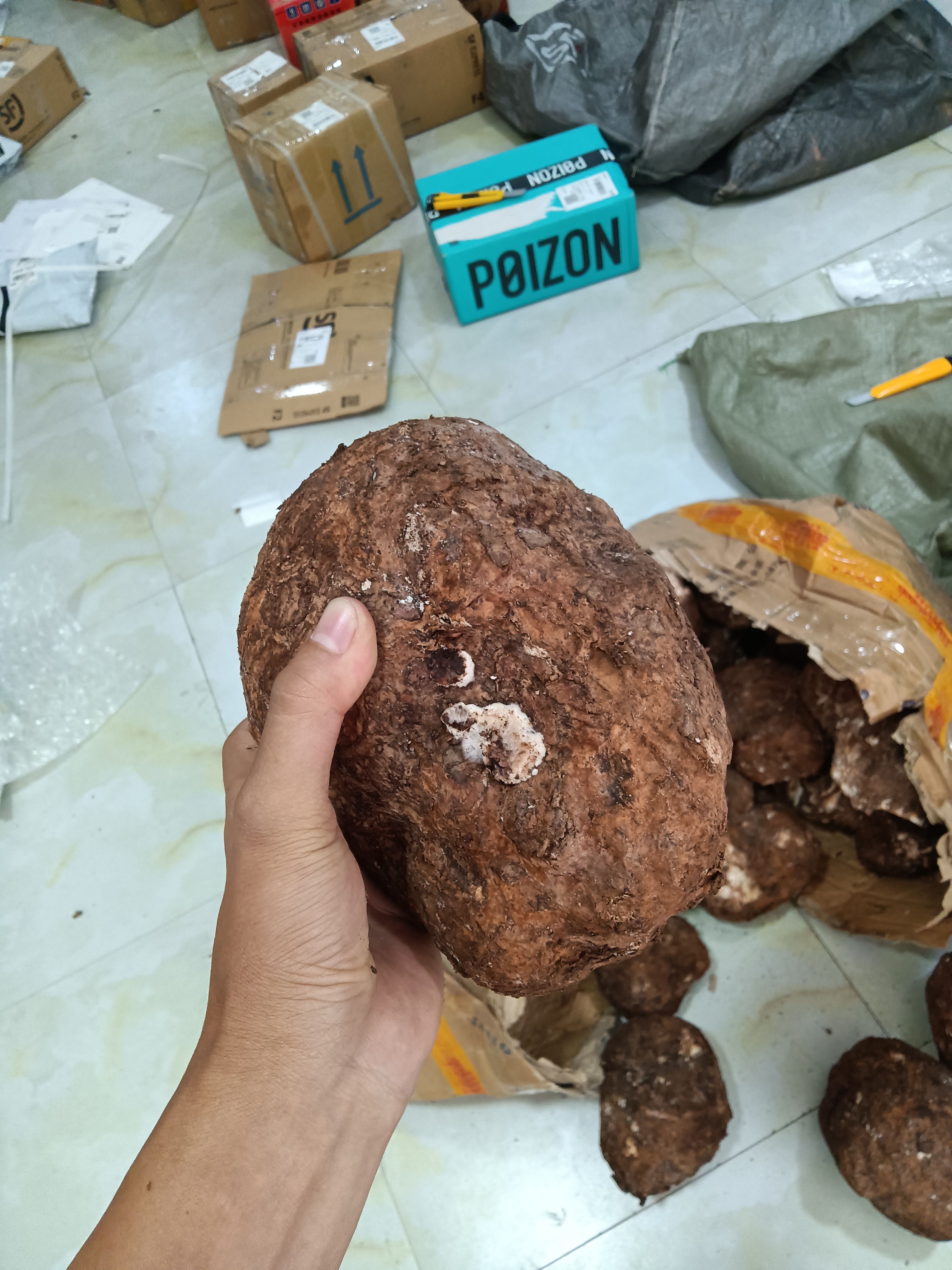 赤茯苓  茯苓 白茯苓