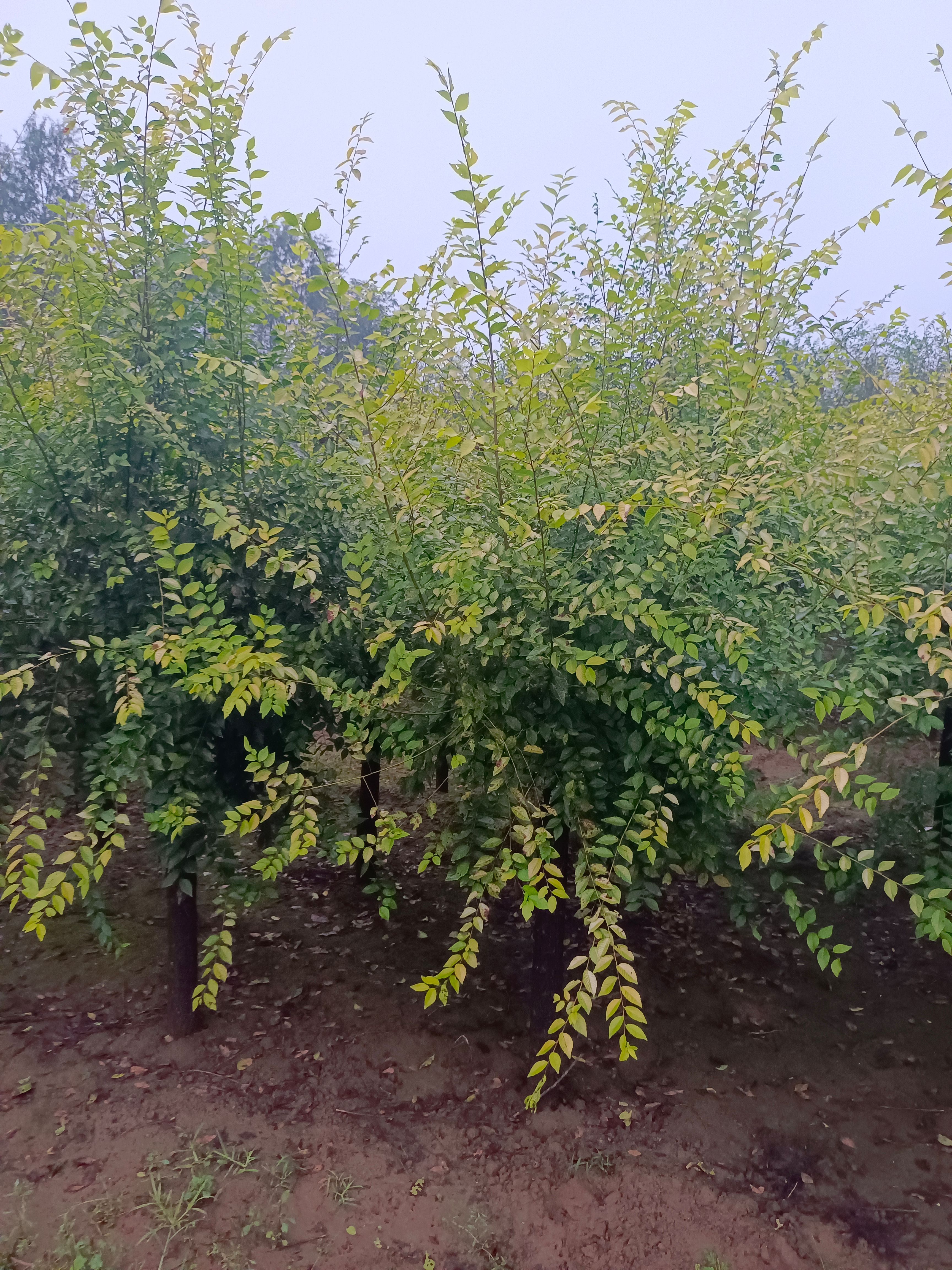  矮杆金叶榆 2－8公分量大出售 质优价廉！