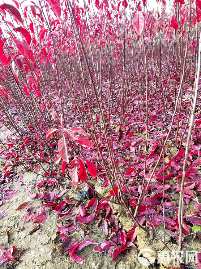  丛生红叶李 高度60－120厘米 量大