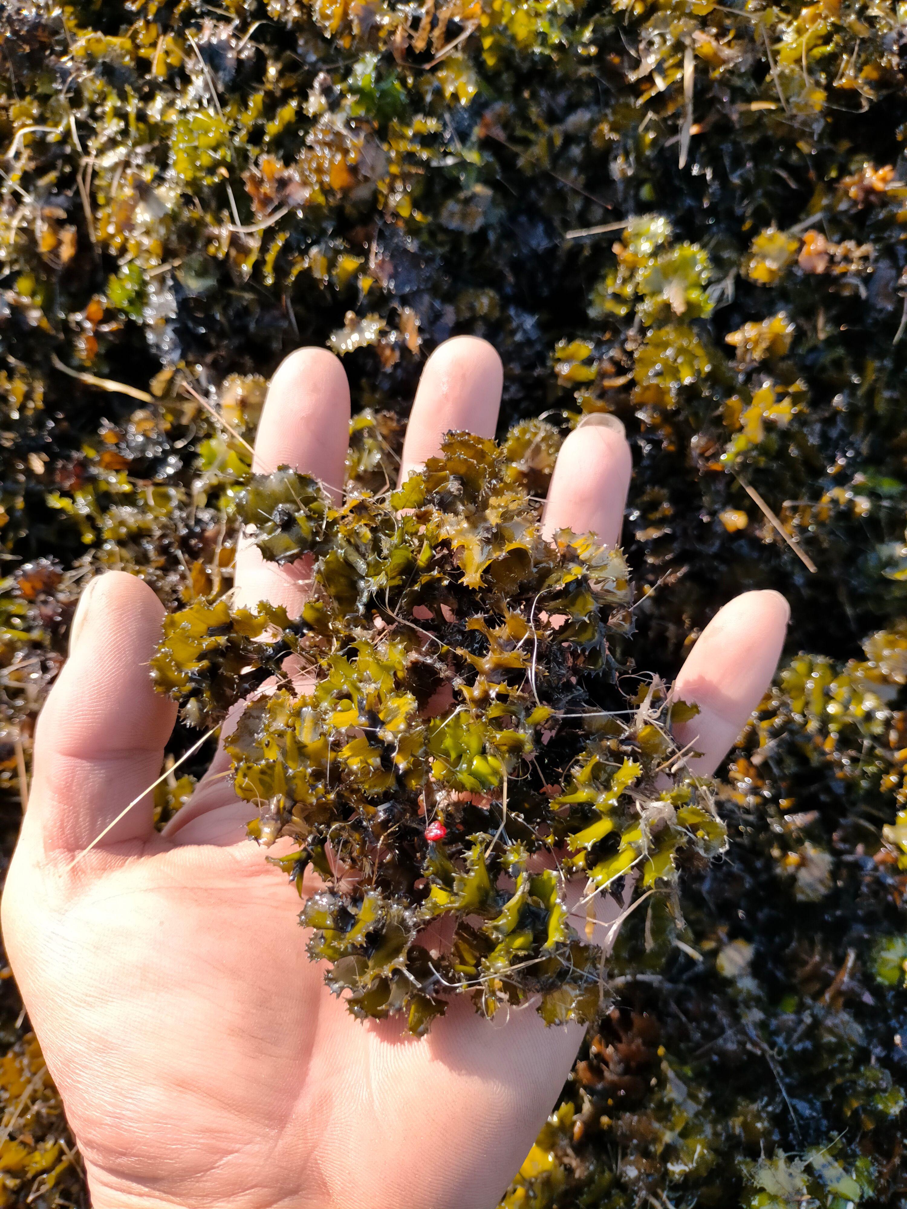 水葱      麦黄草