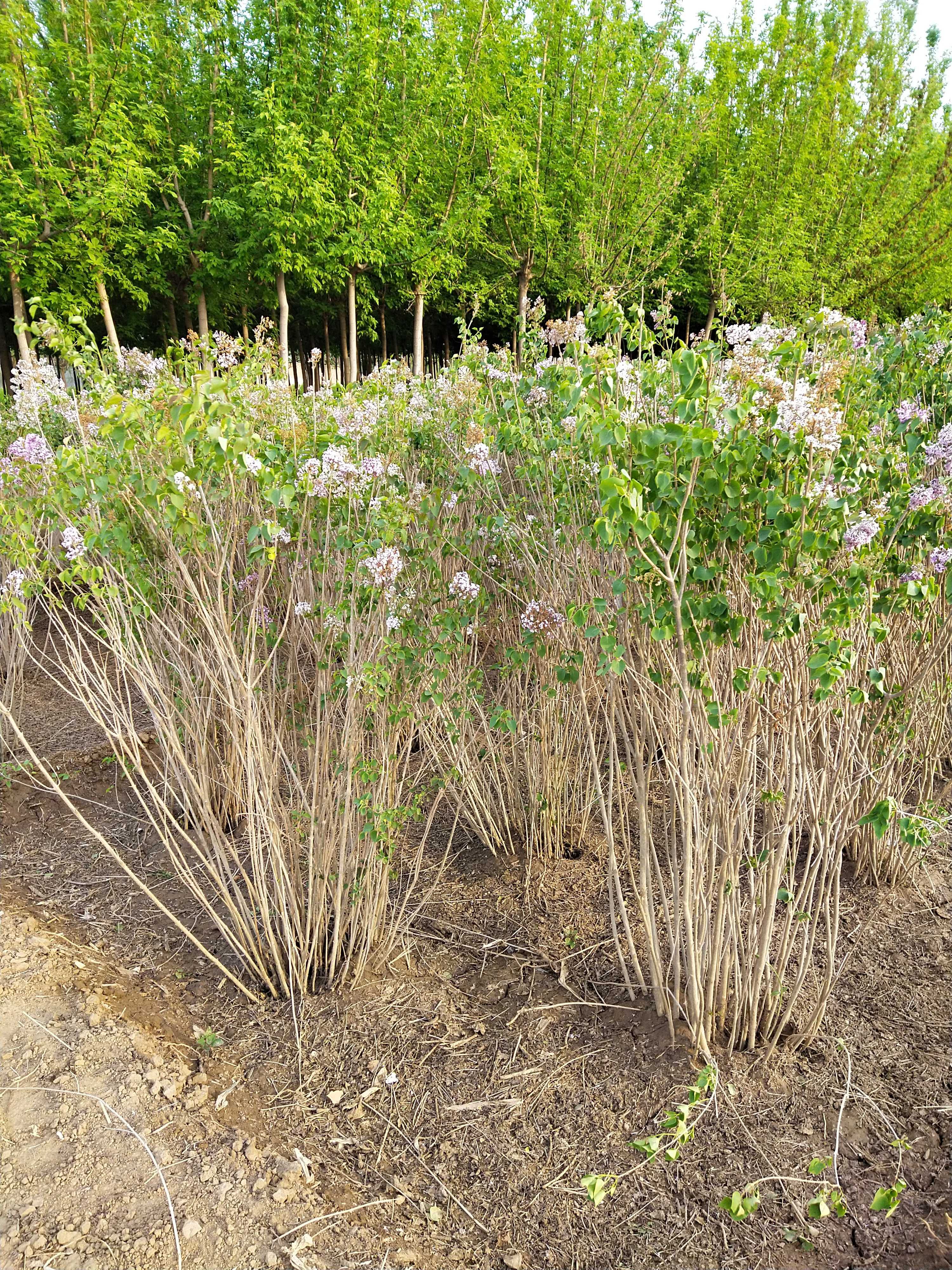  大叶紫丁香 丛生 多分枝 高度1－2.5米 苗圃直销！