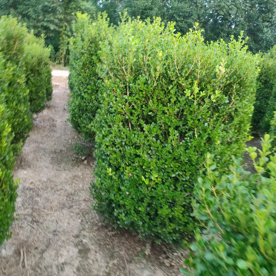 瓜子黄杨  黄杨小毛球，黄杨条，单杆黄杨，黄杨小苗