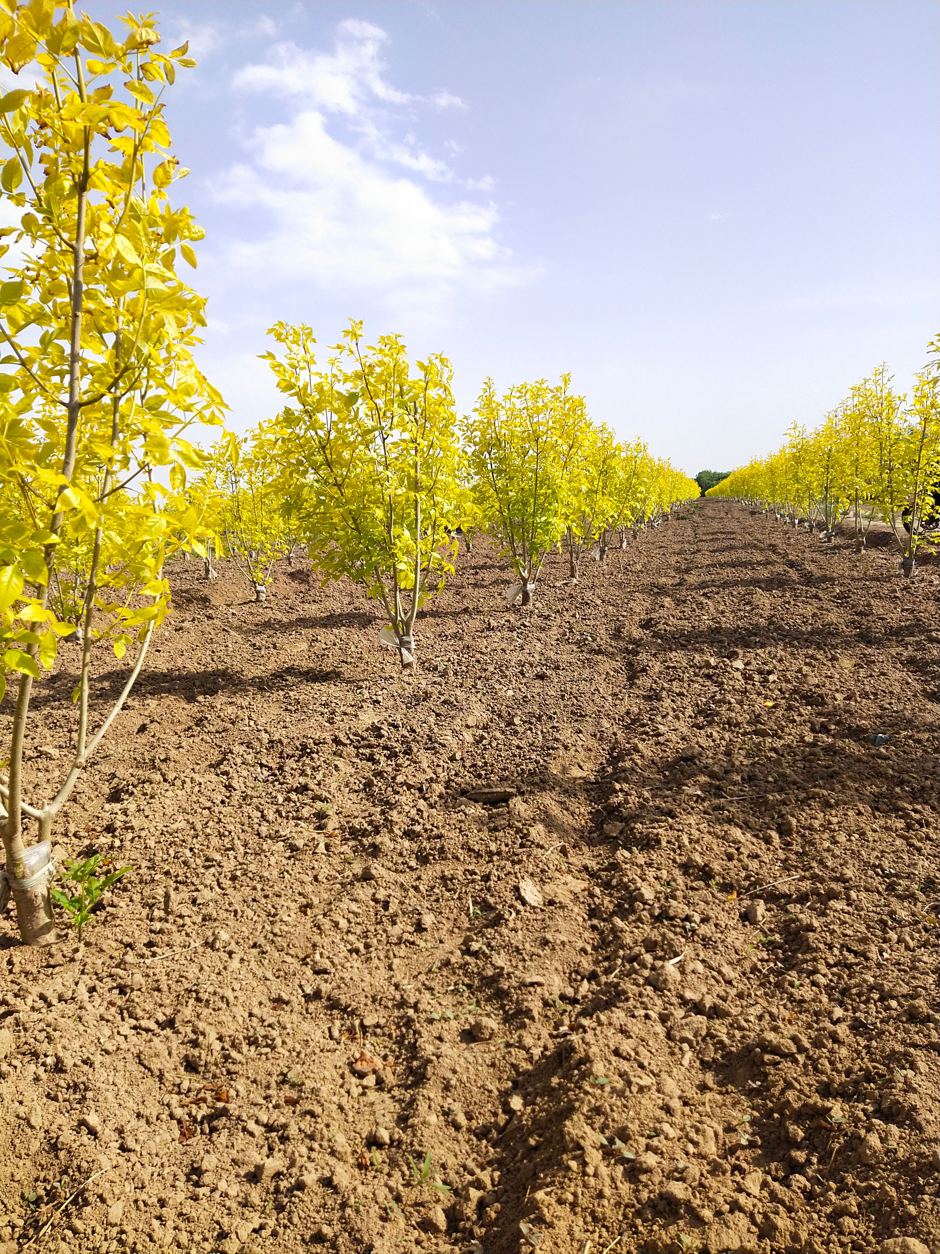 丛生白蜡 苗圃直销 丛生金叶白蜡 1－3米高