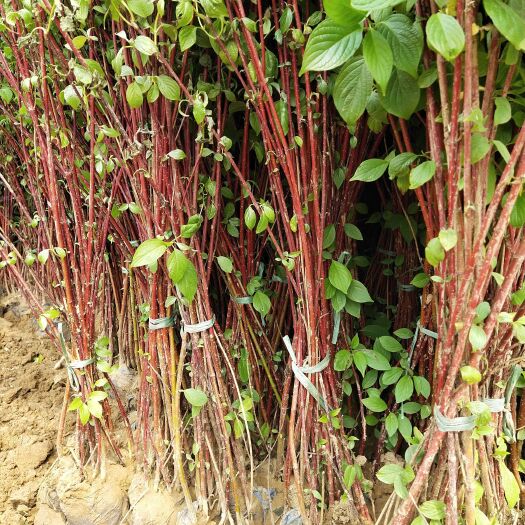 博野县花叶红瑞木 红瑞木 高度80－120厘米 苗圃量大出售
