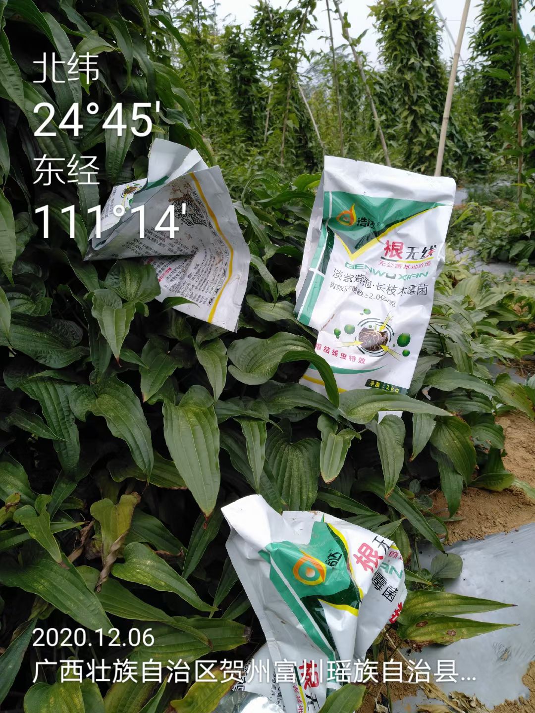 微生物菌剂 根无线瓜果蔬菜苗木防治根线虫茎线虫菌剂淡紫紫孢菌