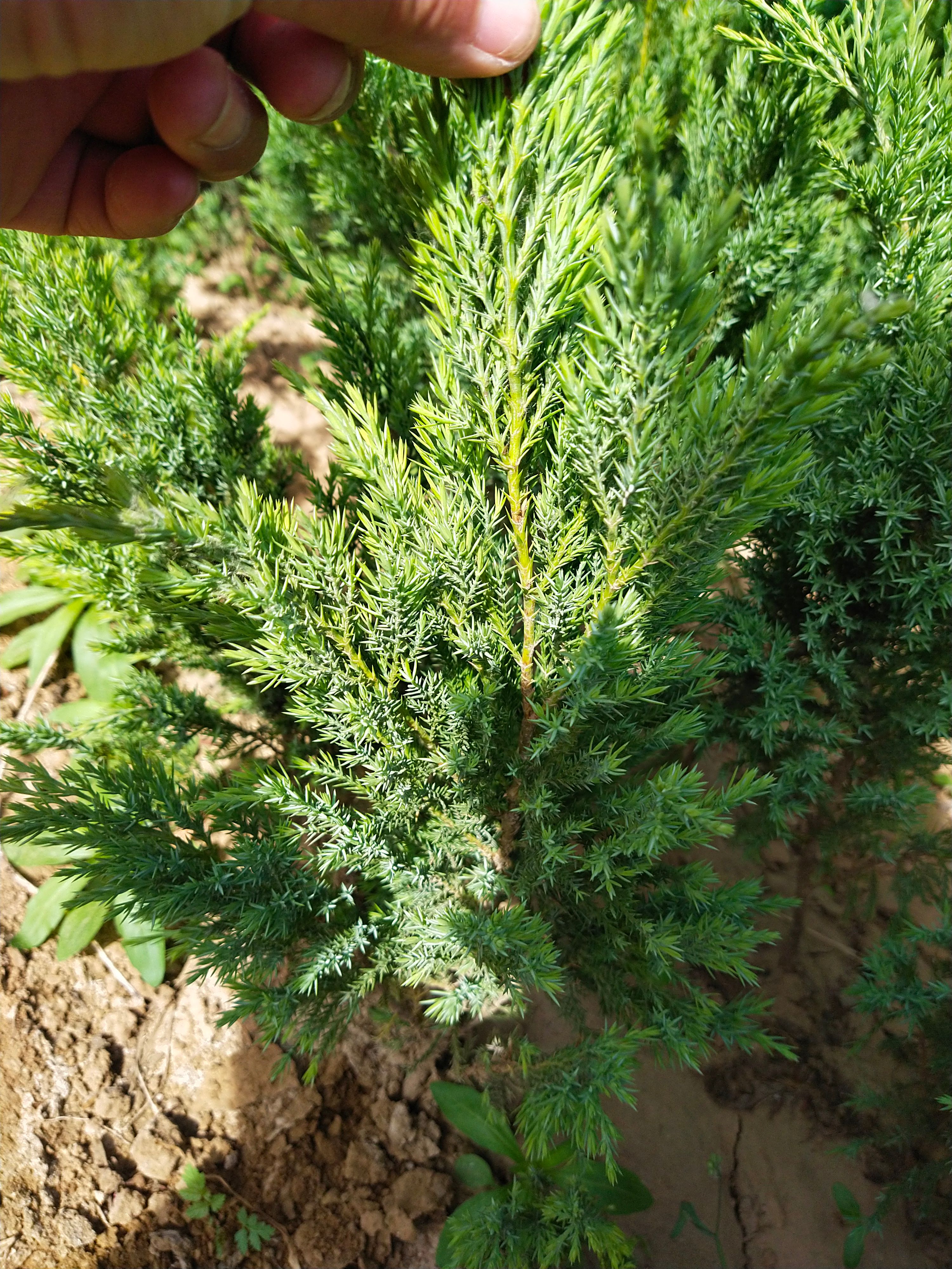  推荐:沙地柏  40－80高的 数量大 质量高 带杯苗