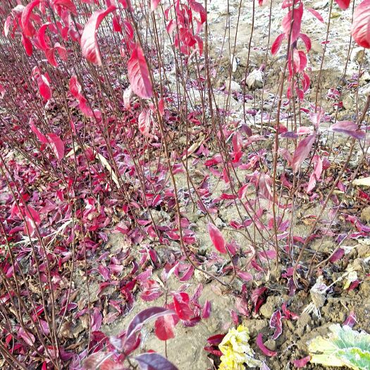 博野县 优质矮樱绿篱苗 高度60－100cm高 量大出售