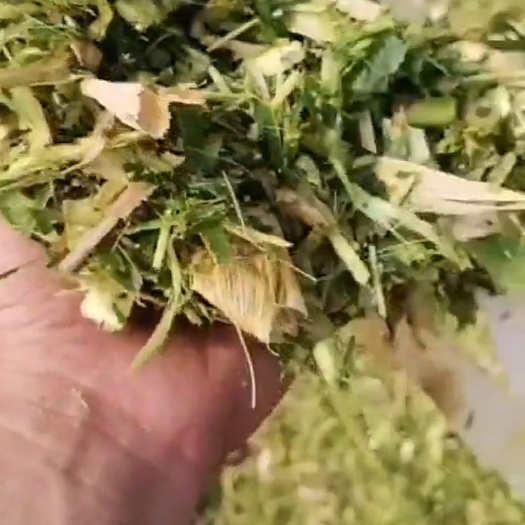 唐山玉米秸秆 青储玉米散装秸秆供应全国