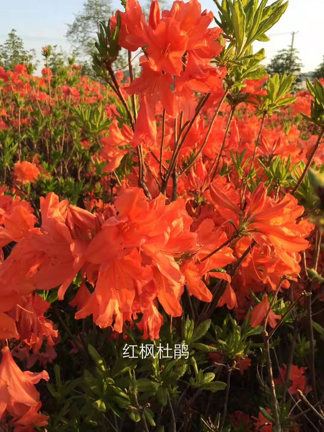 抗寒高山杜鹃苗