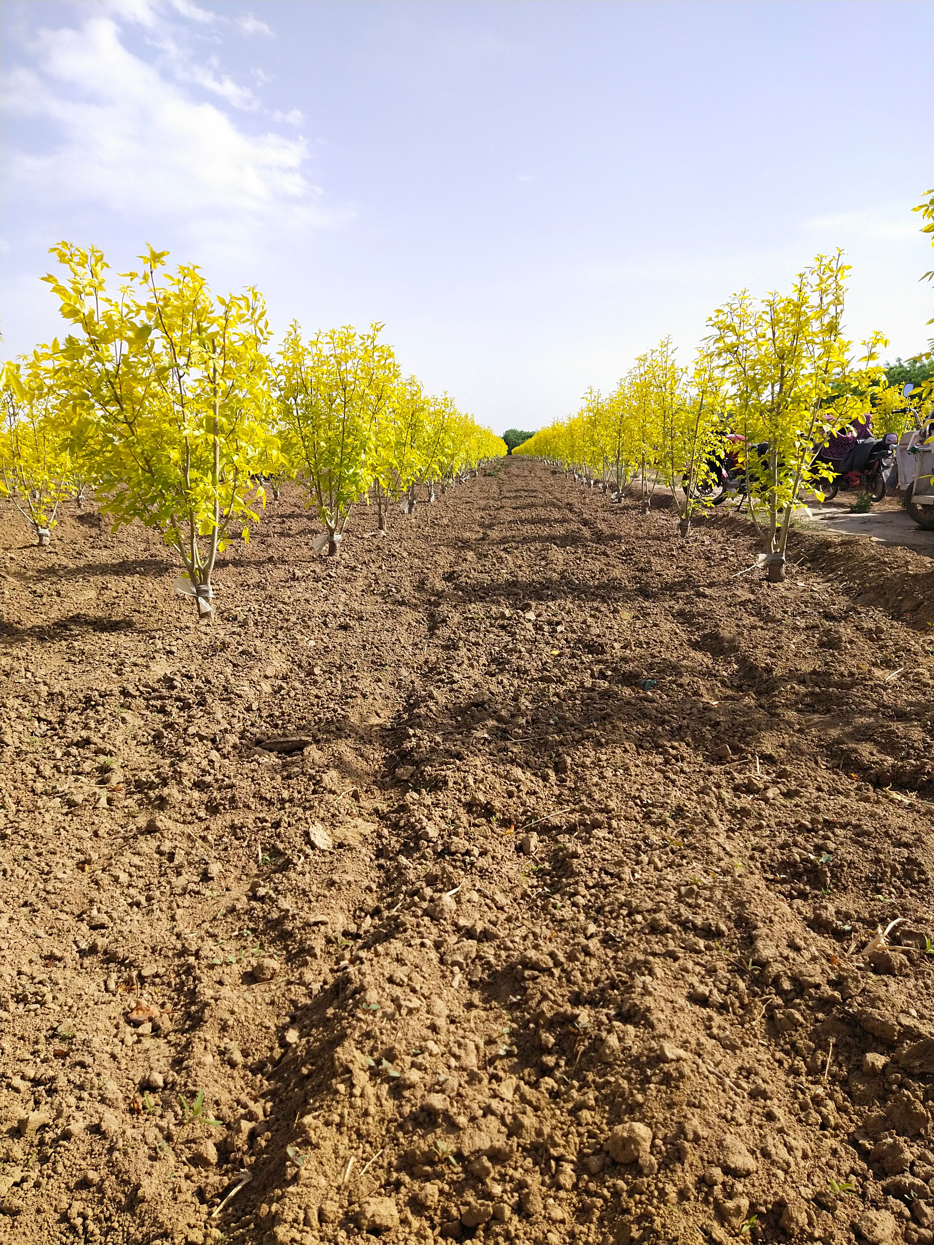 丛生白蜡 苗圃直销 丛生金叶白蜡 1－3米高