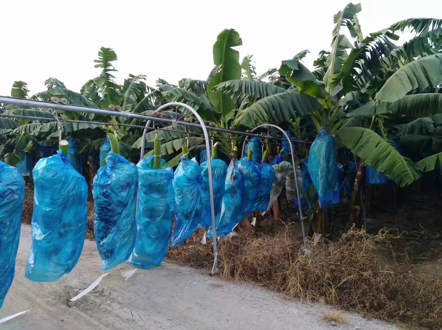 芭蕉  广西威联思蕉