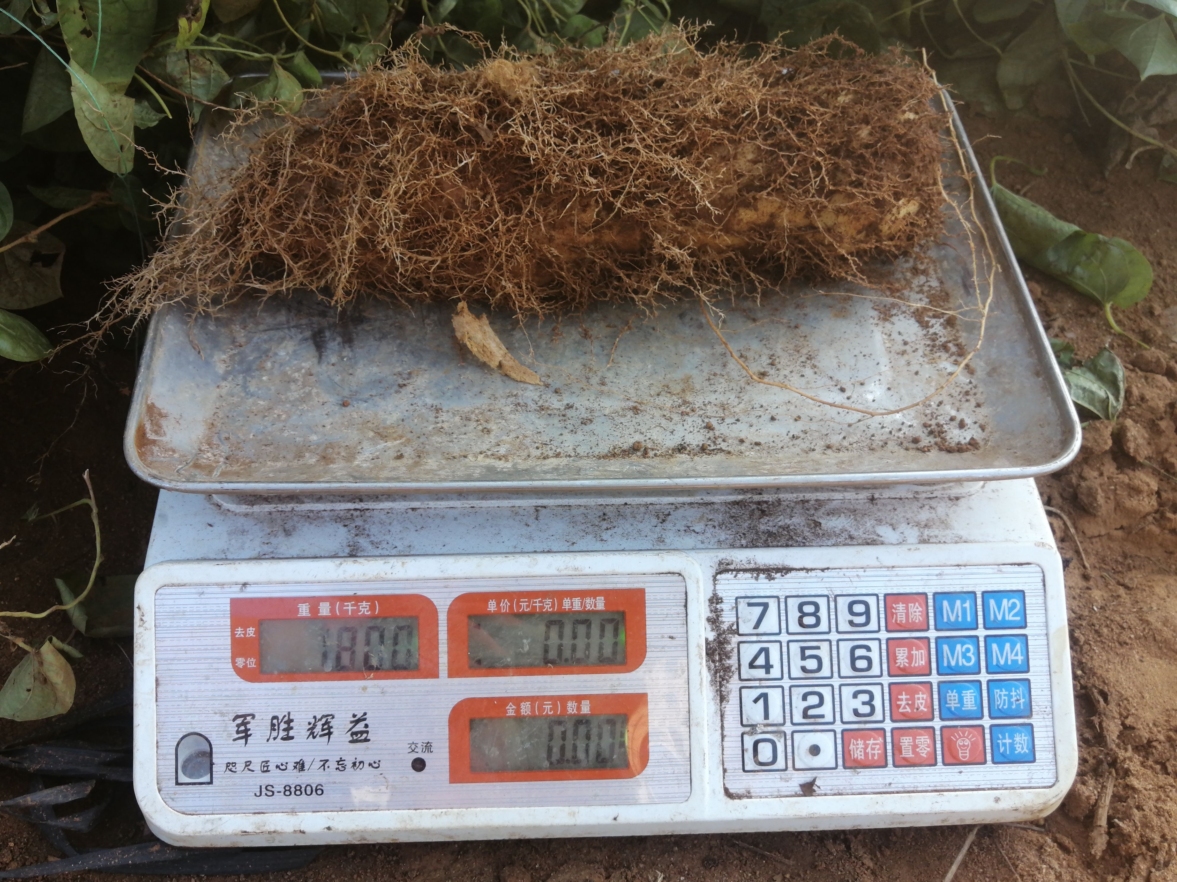  黄泥沙毛薯