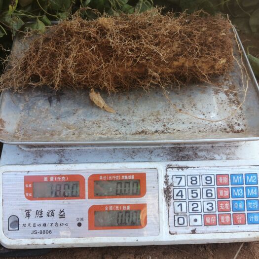 遂溪县 黄泥沙毛薯