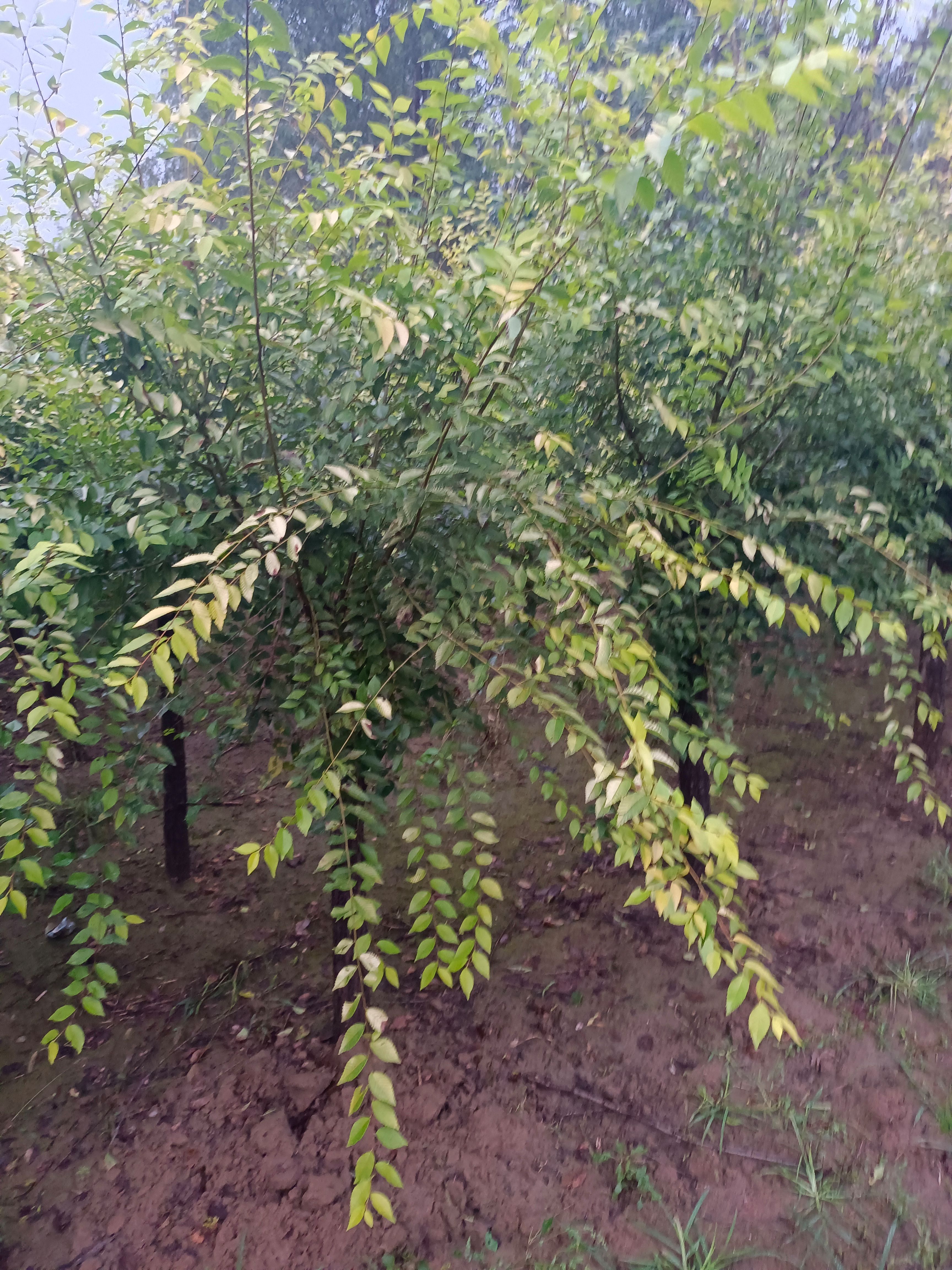  矮杆金叶榆 2－8公分量大出售 质优价廉！