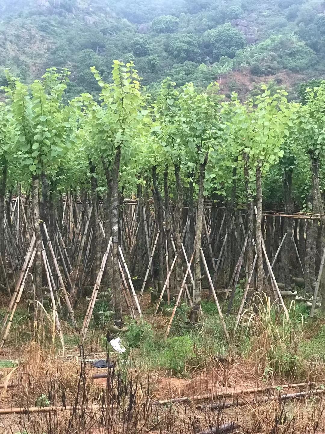 宫粉紫荆树 宫粉紫荆5分-12分