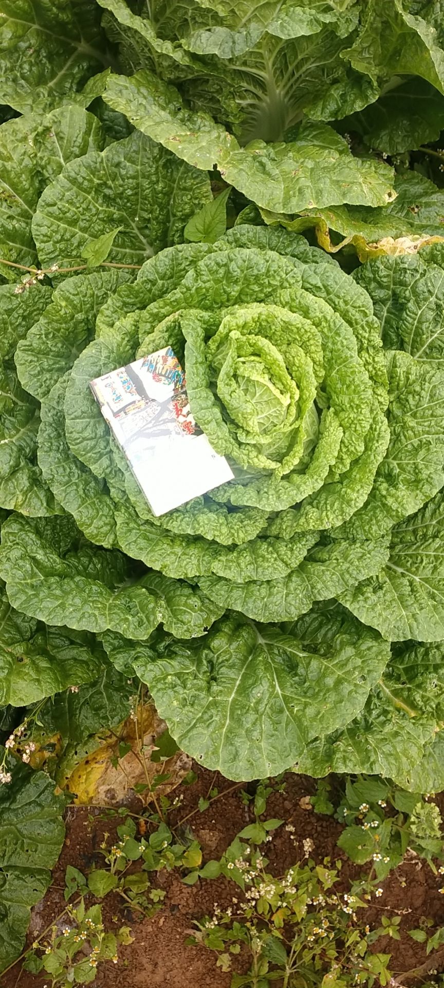 大白菜
