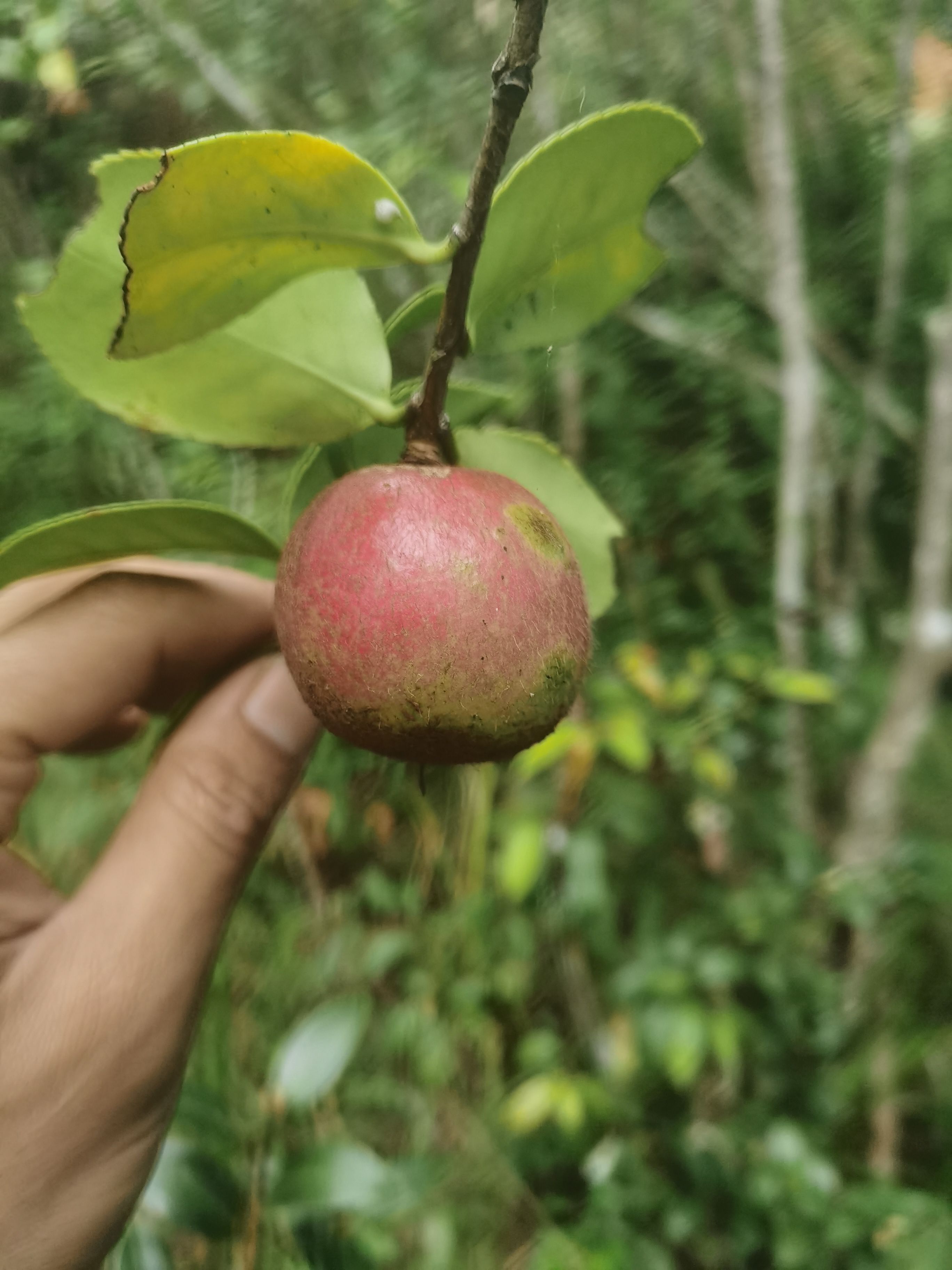 茶籽  白花油茶