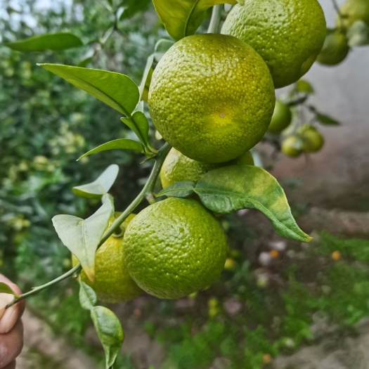 资阳 大量供应  小叶软枝香橙种子