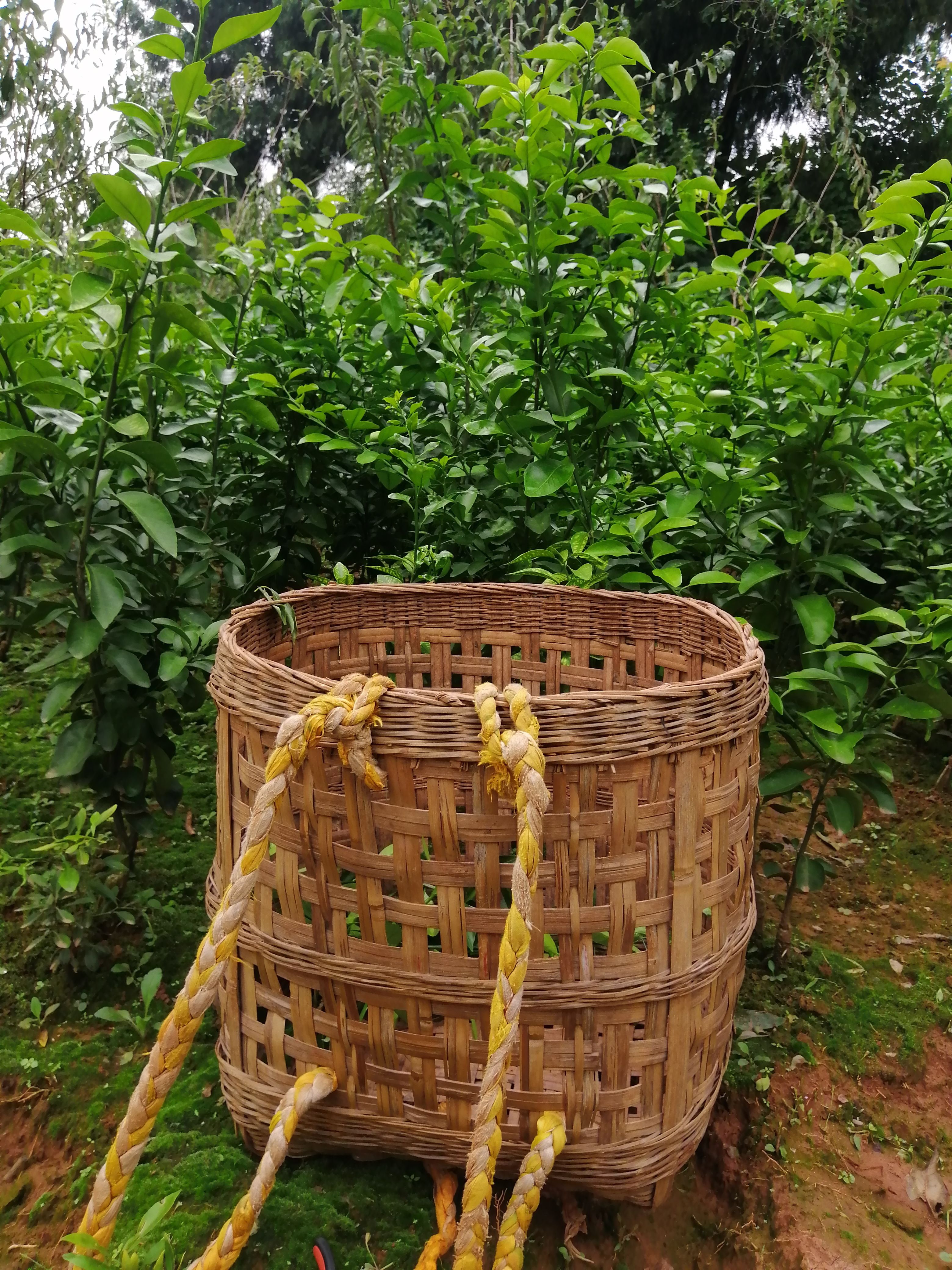 华美7号柑橘爱媛38红美人嫁接早熟柑桔甜橙嫁接柑橘苗