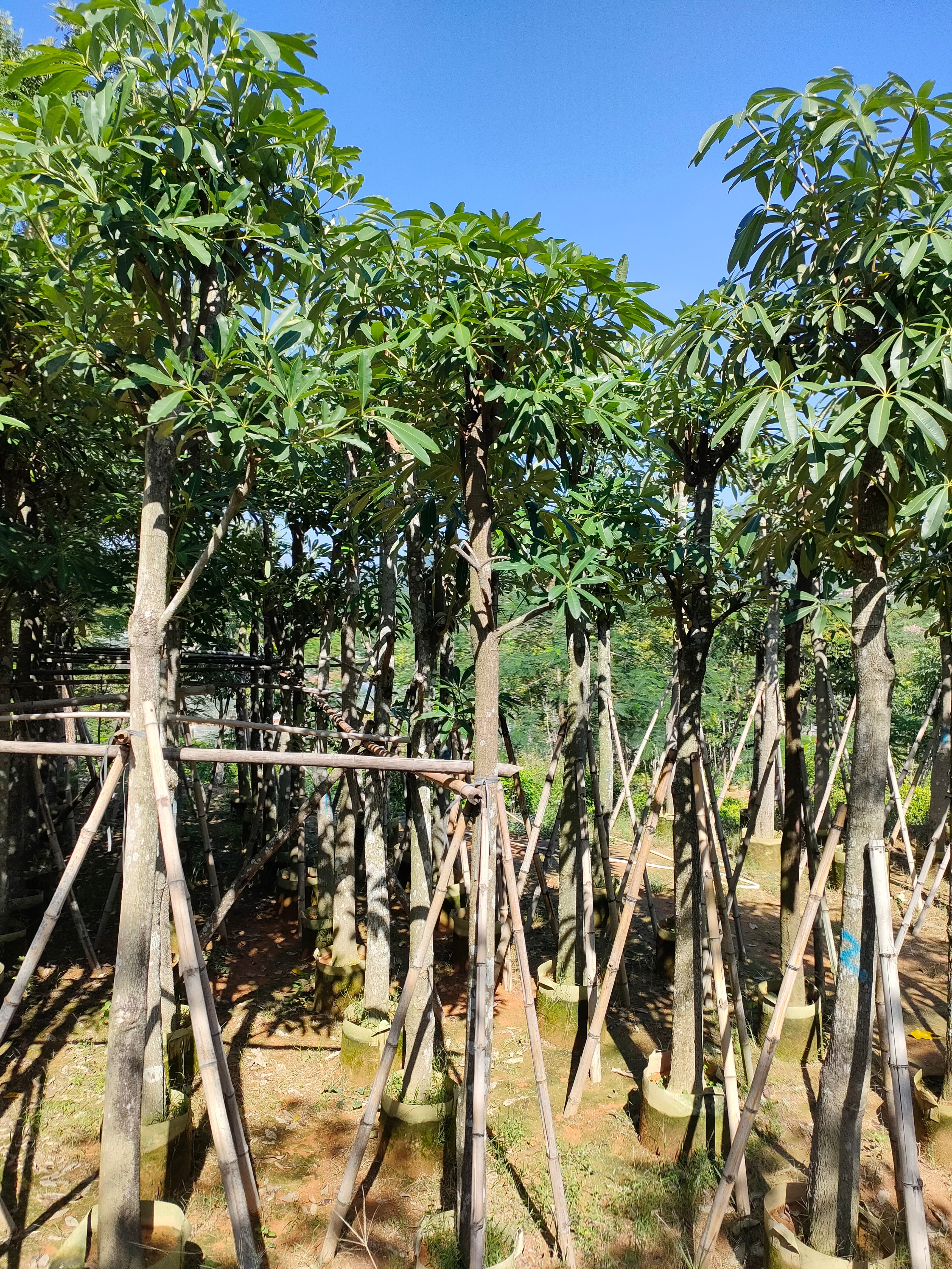 糖胶树 盆架子杀头货8-12分
