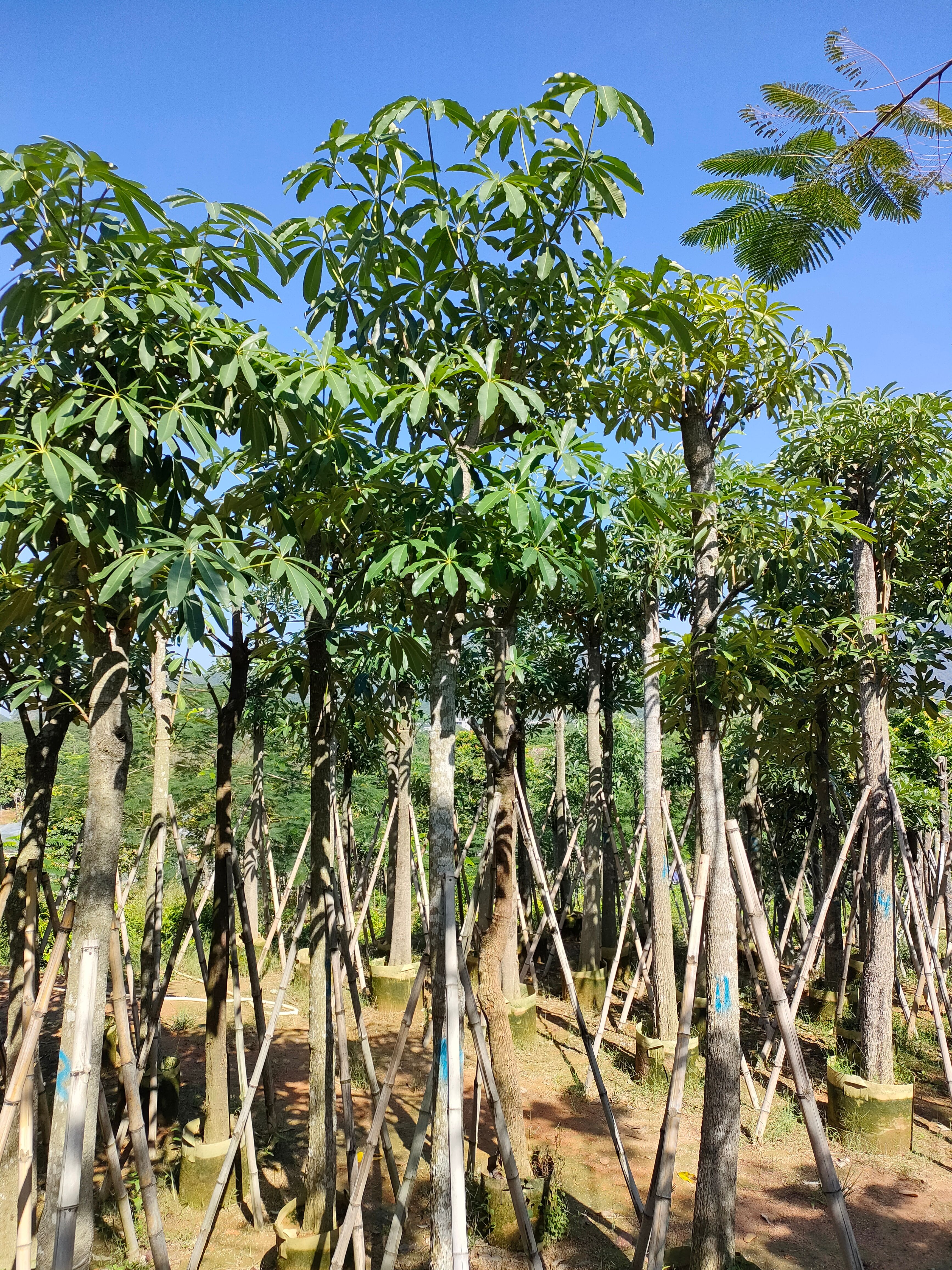 普宁市糖胶树 盆架子杀头货8-12分