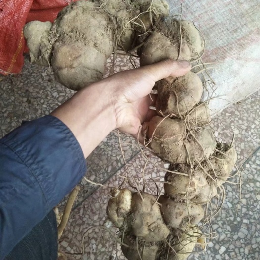 楚雄市滇黄精，黄精块茎，2斤21.9包邮