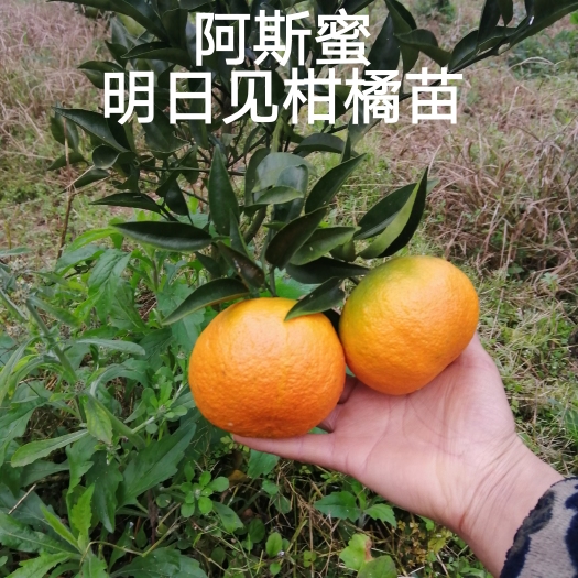 金堂县明日见柑橘苗  明日见阿斯蜜新品大苗嫁接苗品种苗