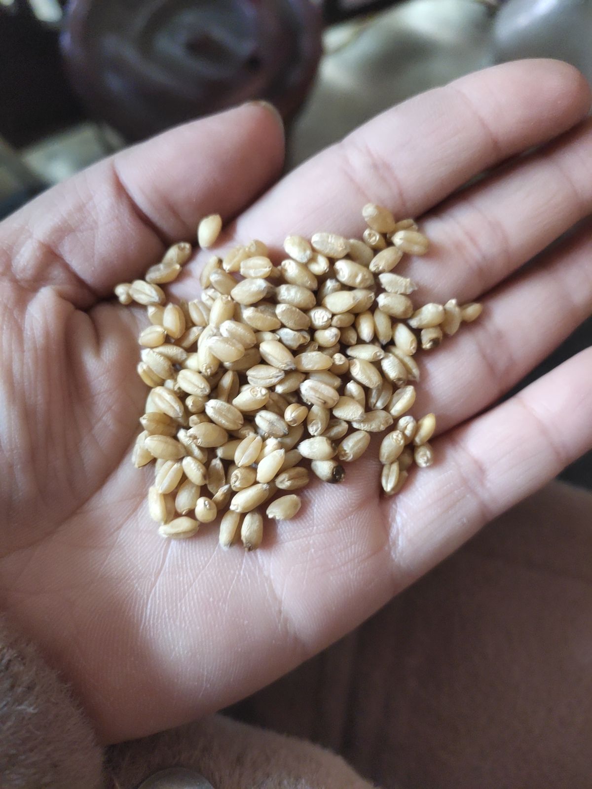红麦  精选优质小麦   麦种小麦   去石小麦