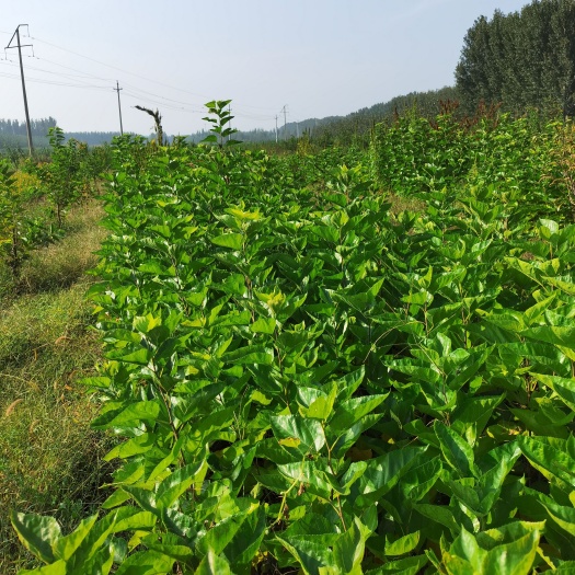 临朐县桑树苗  黑珍珠桑葚苗