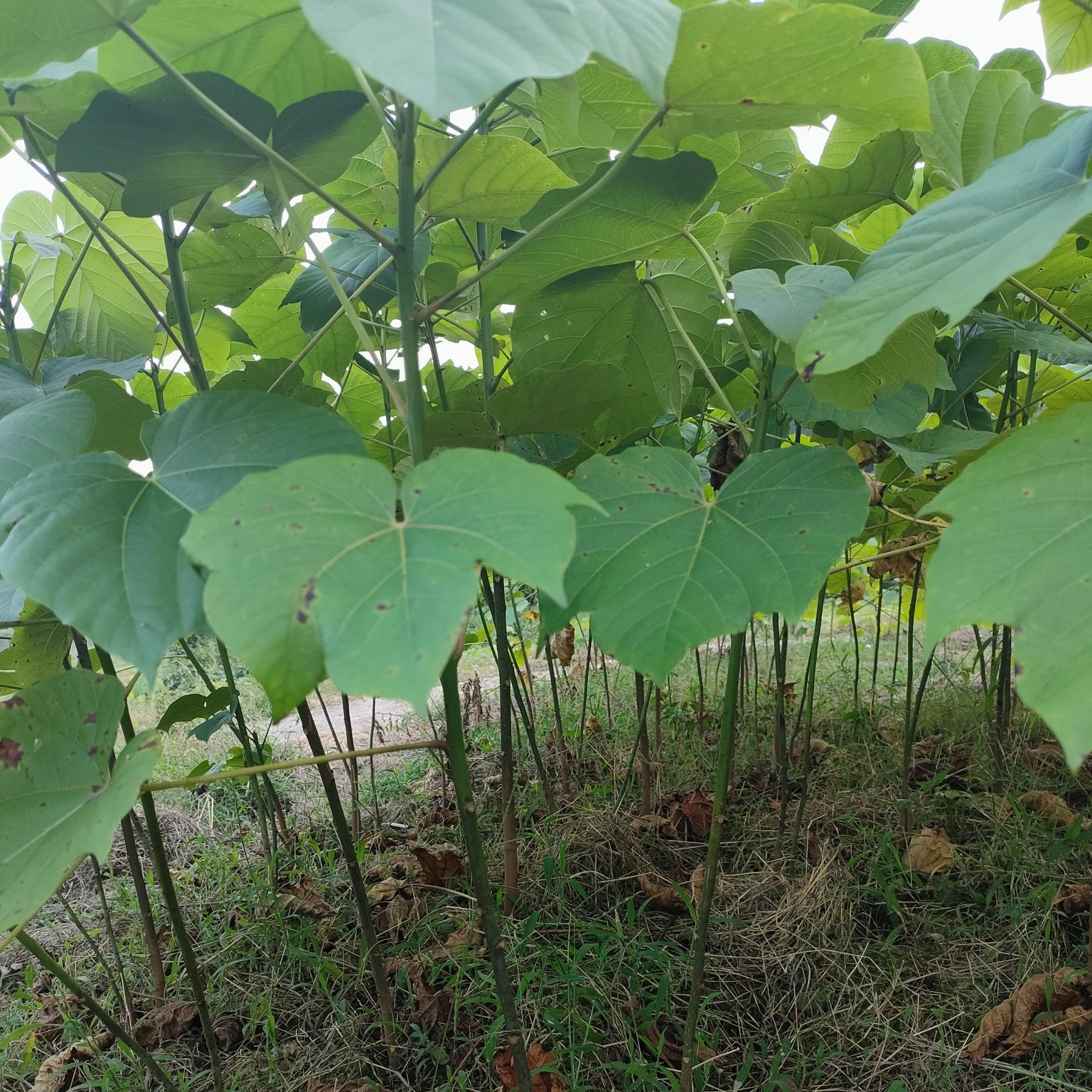 忠县三年桐油桐基地常年大量提供，货源充足手续齐全回收果实