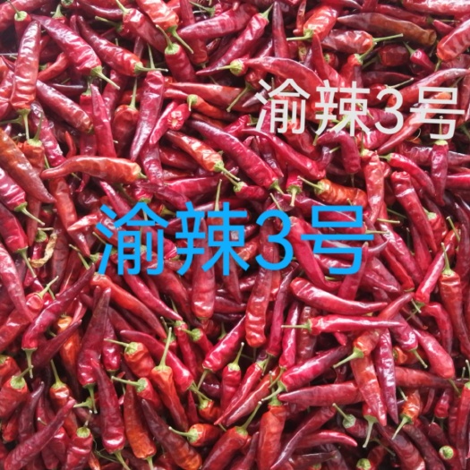 和林县干辣椒渝辣3号