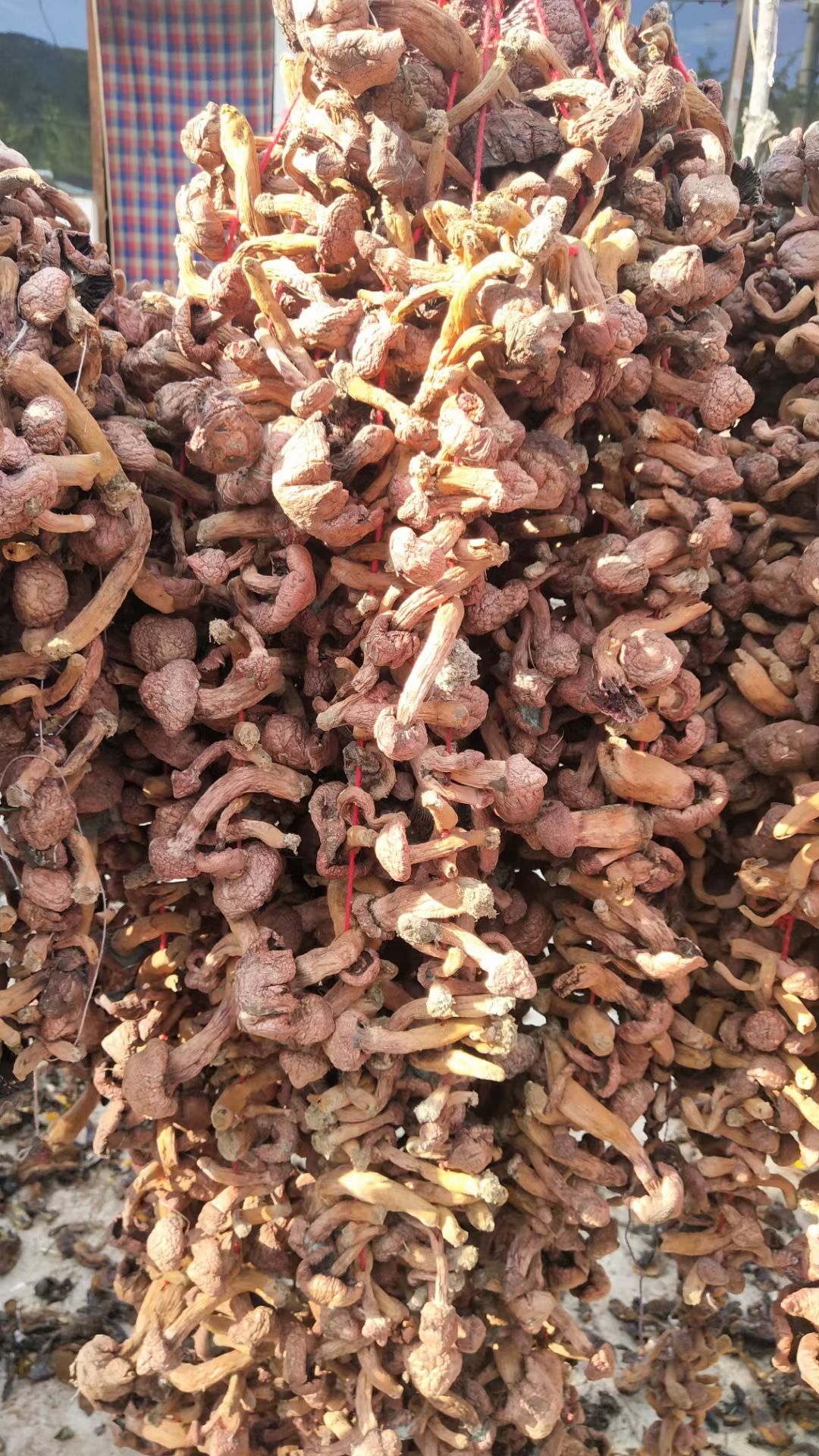 松树菌 自然干松树伞芽子