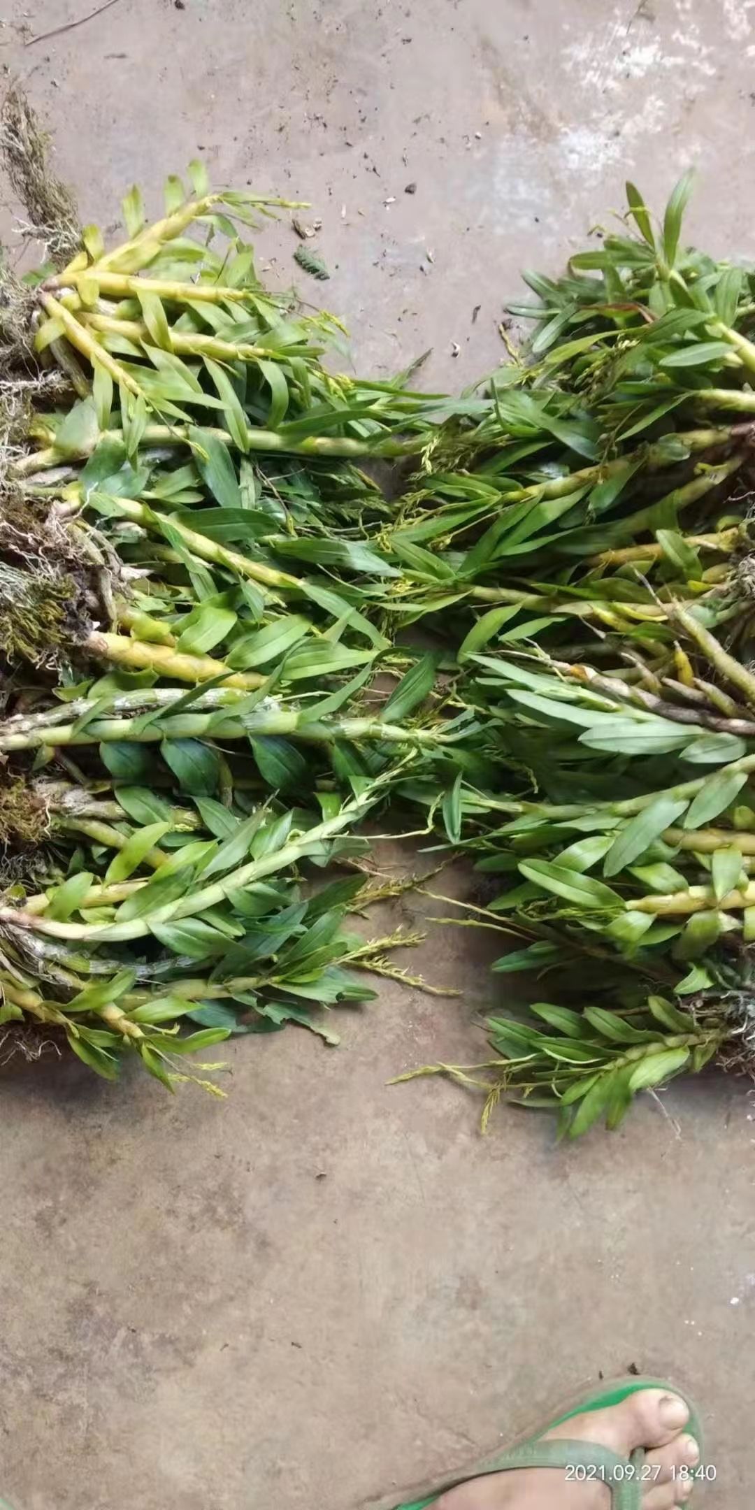 珍虫石斛