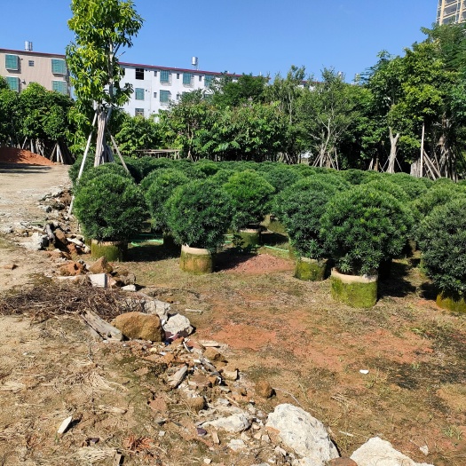 普宁市海南罗汉松 罗汉松球60-70-80-90-100高10.5高
