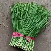 大叶韭菜 邯郸万亩韭菜基地常年供应优质韭菜