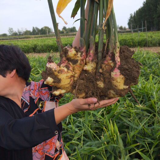 行唐县大黄姜 鲜姜