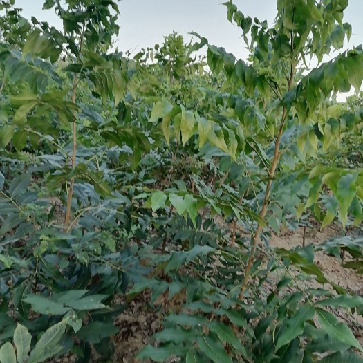 碧根果苗  美国薄壳山核桃（碧根果）实生苗   嫁接苗