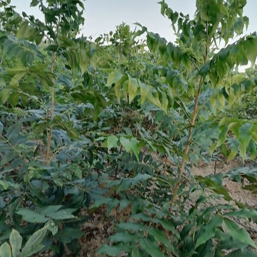 全椒县碧根果苗  美国薄壳山核桃（碧根果）实生苗   嫁接苗