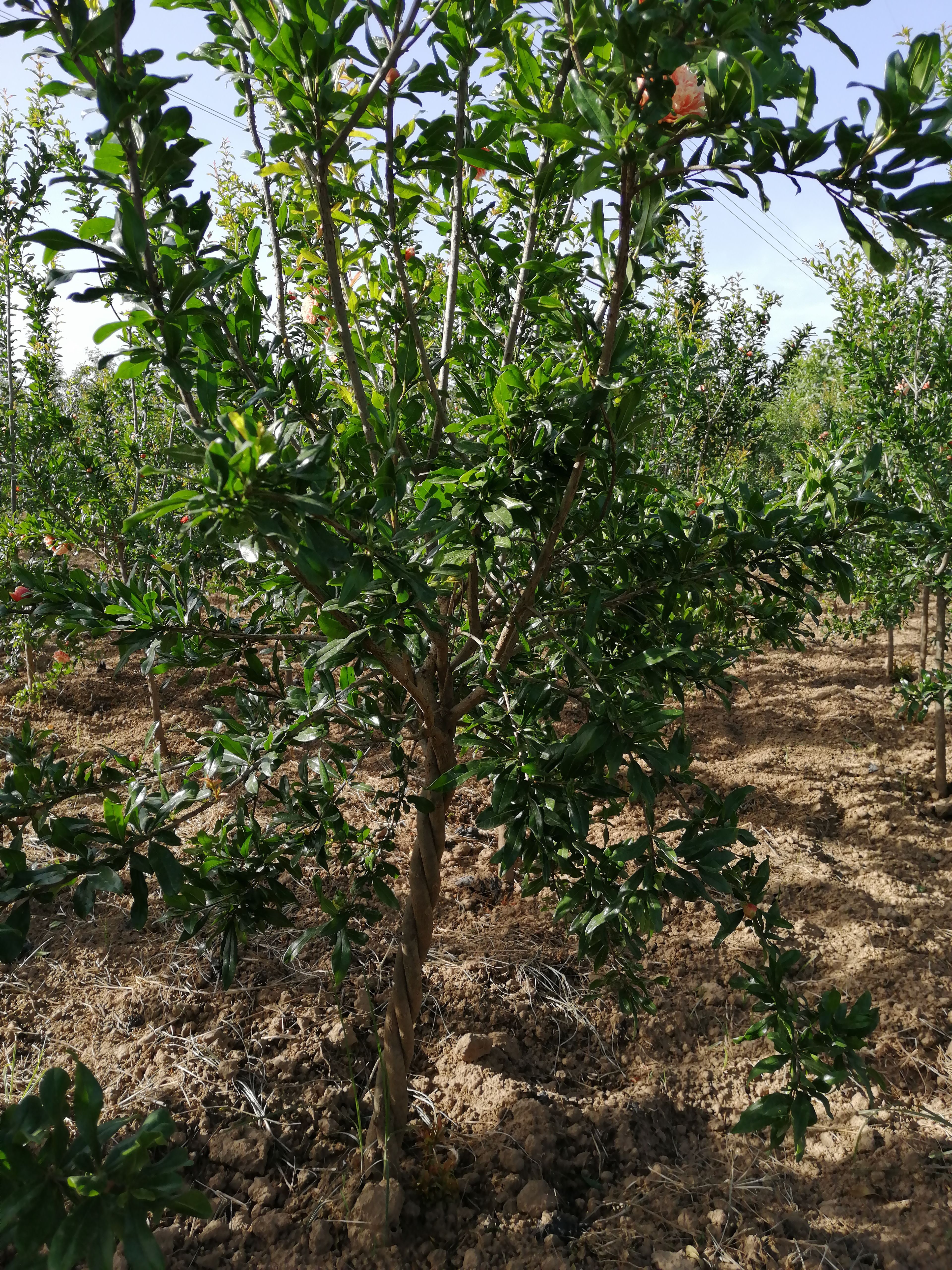 花石榴苗 大量出售四公分花石榴树