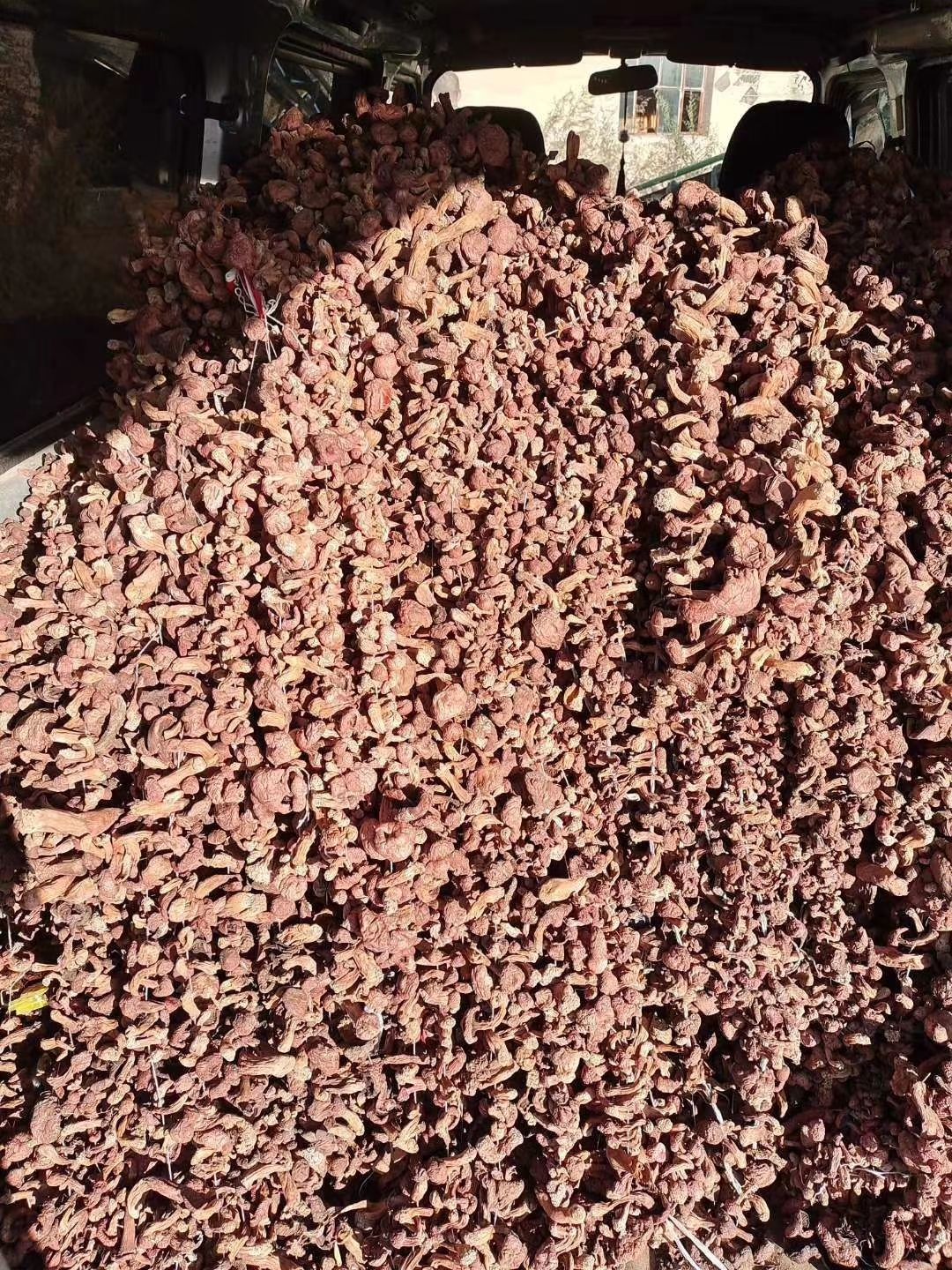 松树菌 自然干松树伞芽子