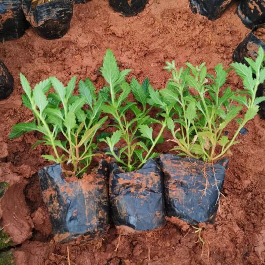 宜良县美女樱 美女樱杯苗，美女樱自产自销