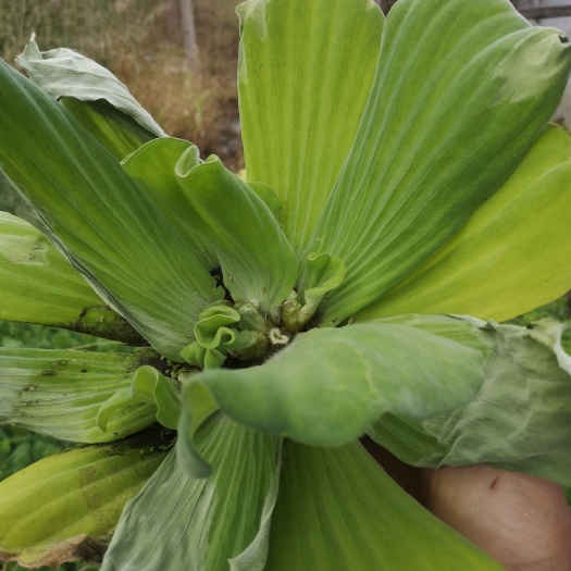 肥城市 水芙蓉
