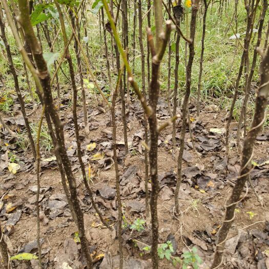 西华县 玉露香梨树苗 品种齐全 秋月梨树苗规格齐全