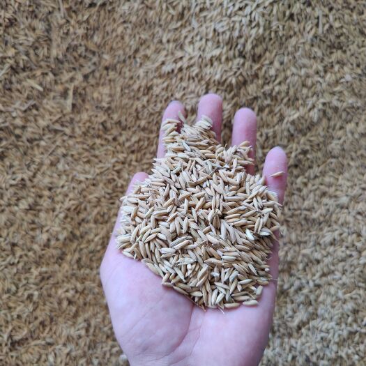 抚州杂交稻  中稻，鲜上市当季烘干，大量现货水分13.5