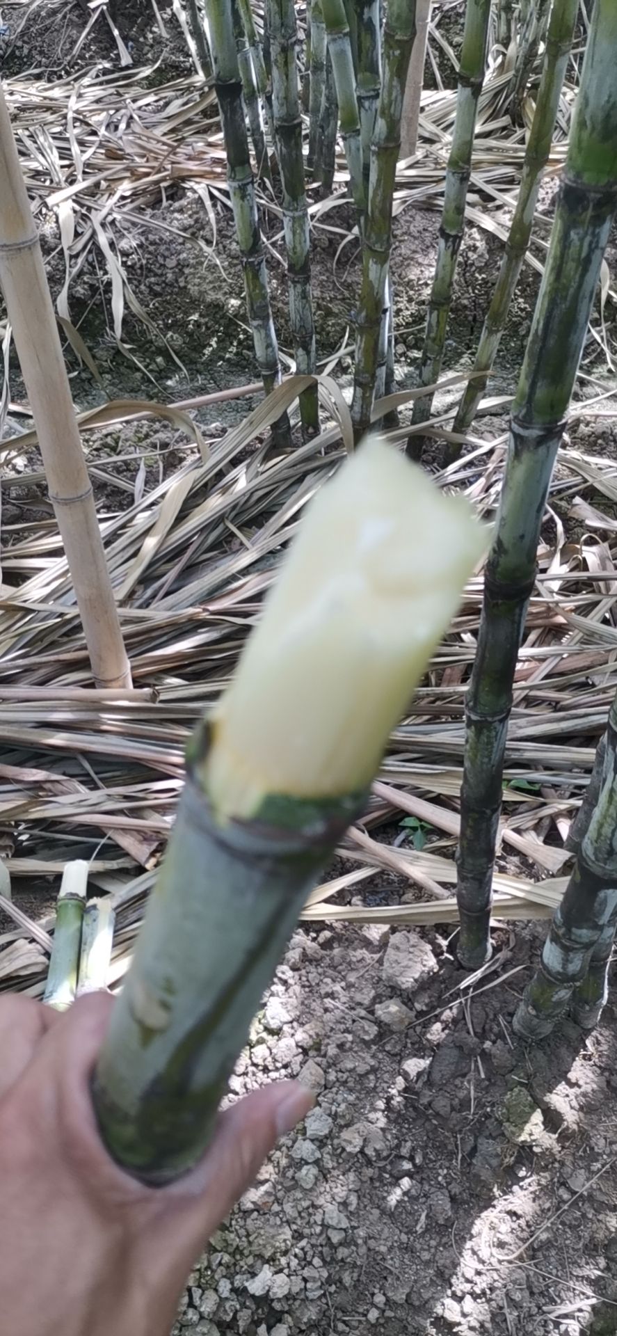 青皮甘蔗绿皮果蔗新鲜雪蔗粗脆福建节长脆甜多汁青皮果蔗手撕甘蔗