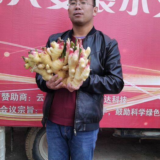 无极县生姜 大姜圆胖，没病害，质量杠杠的