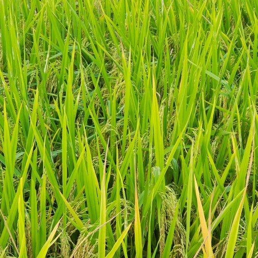 连州市象牙香占水稻稻谷自家种的 大量出售稻谷